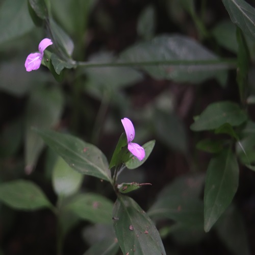 ハグロソウの花