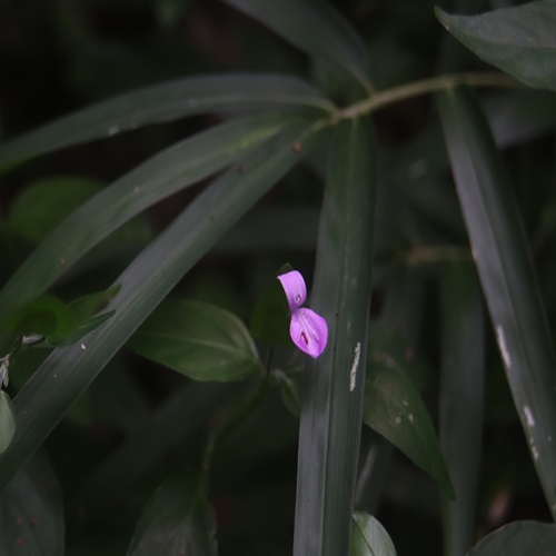 ハグロソウの花