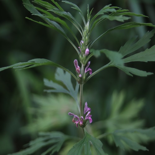 メハジキの花