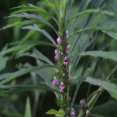 メハジキの花