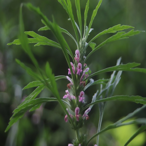 メハジキの花