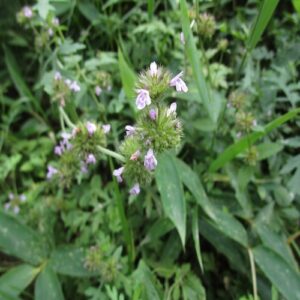 クルマバナの花