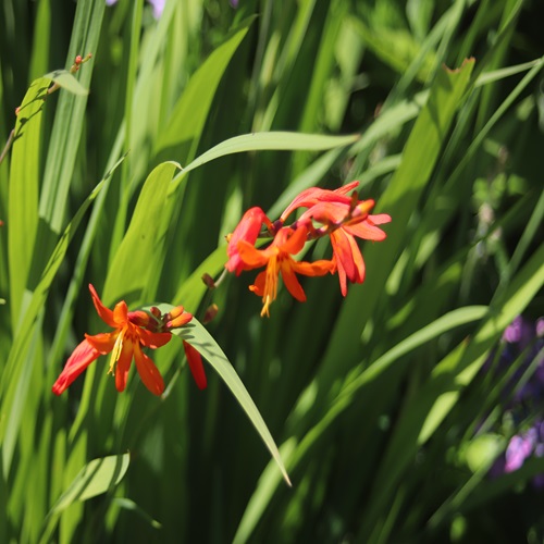 ヒメヒオウギズイセンの花