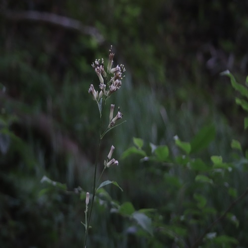 ヤブレガサの花