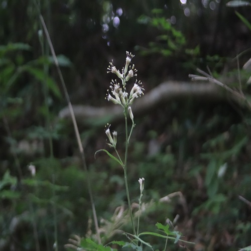 モミジガサの花