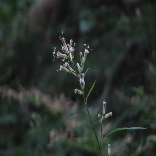 ヤブレガサの花