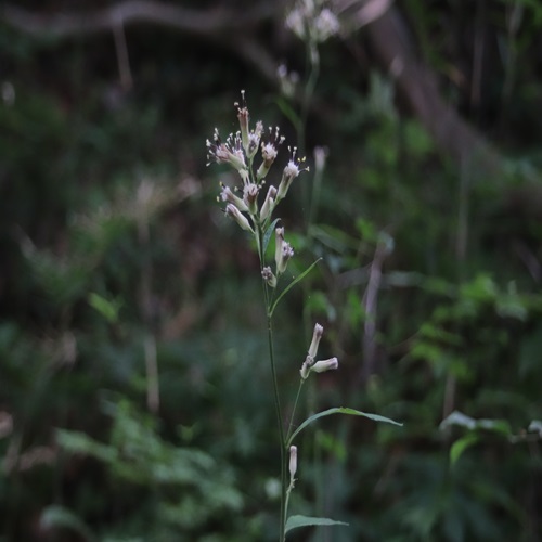 ヤブレガサの花