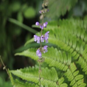 アキノタムラソウの花