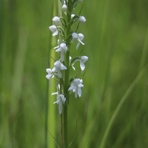 ミズチドリの花