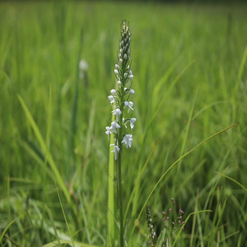 ミズチドリの花
