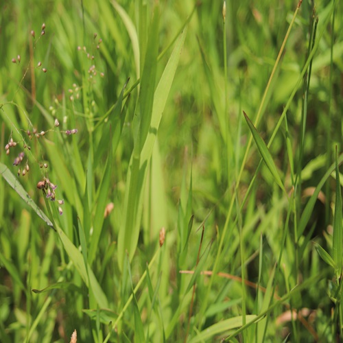 ミズチドリの葉