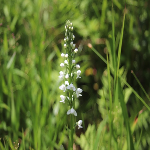 ミズチドリの花