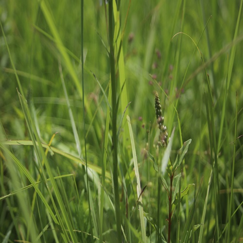 ミズチドリの茎