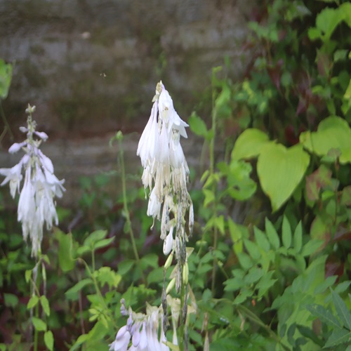 オオバギボウシの花