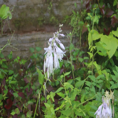 オオバギボウシの花