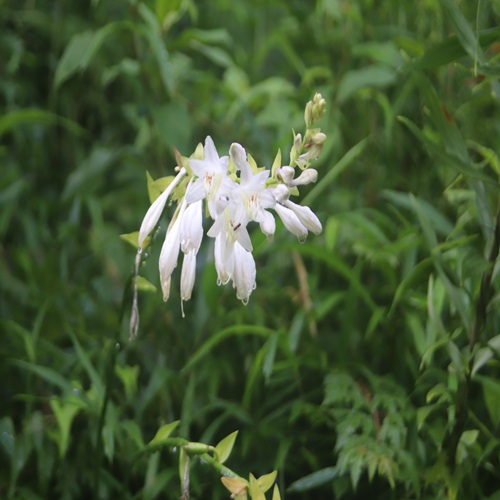 オオバギボウシの花