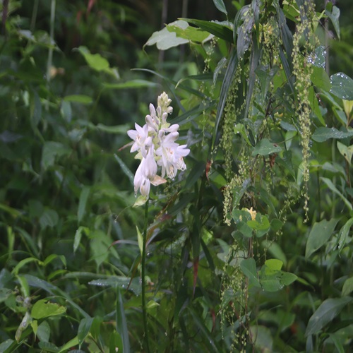 オオバギボウシの花