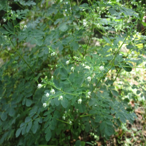 マツカゼソウの花