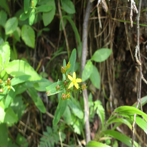 オトギリソウの花