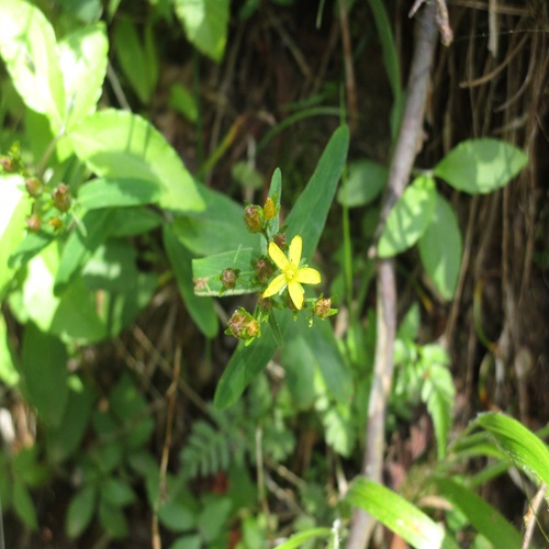 オトギリソウの花