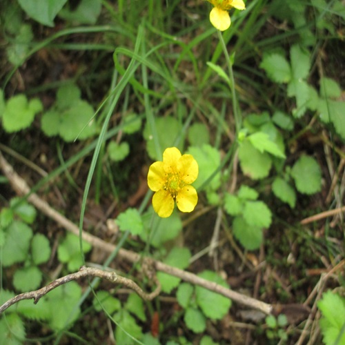 ダイコンソウの花