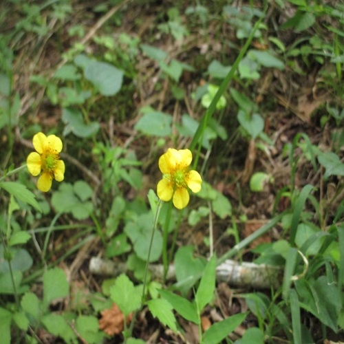 ダイコンソウの花