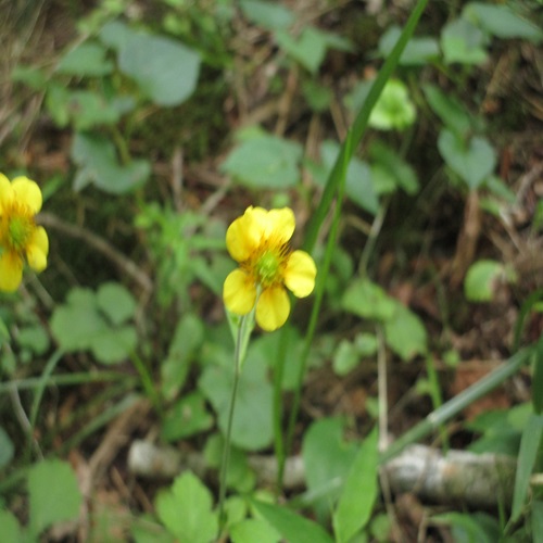 ダイコンソウの花