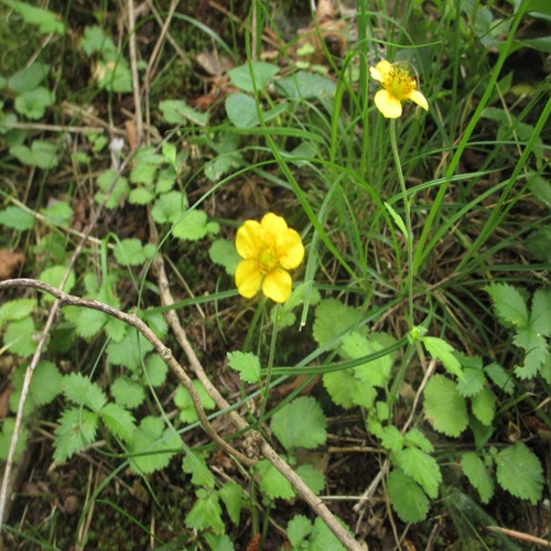 ダイコンソウの花