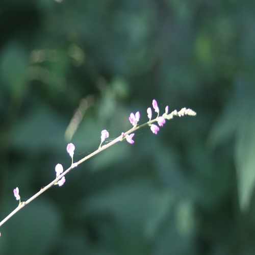 ヌスビトハギの花