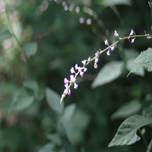 ヌスビトハギの花