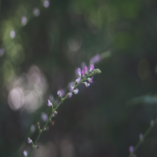 ヌスビトハギの花