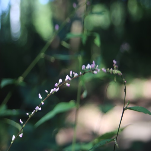 ヌスビトハギの花