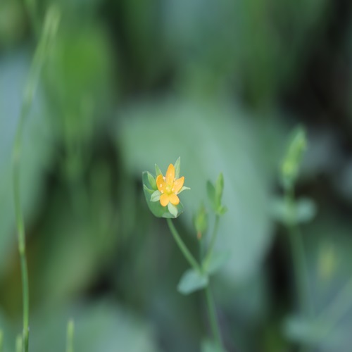 コケオトギリの花