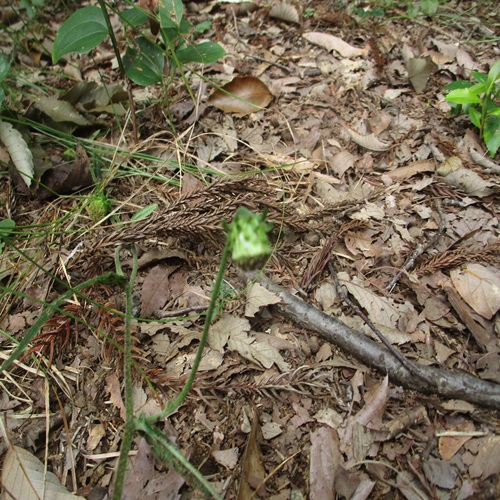 サジガンクビソウの花