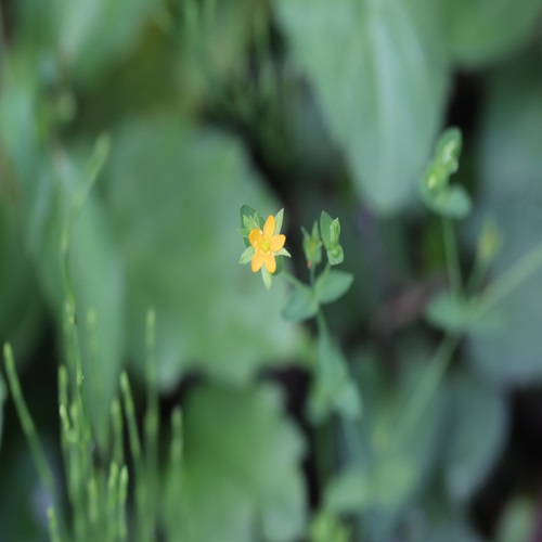 コケオトギリの花