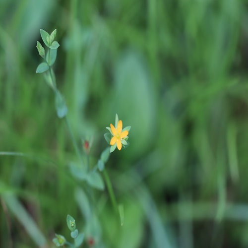 コケオトギリの花