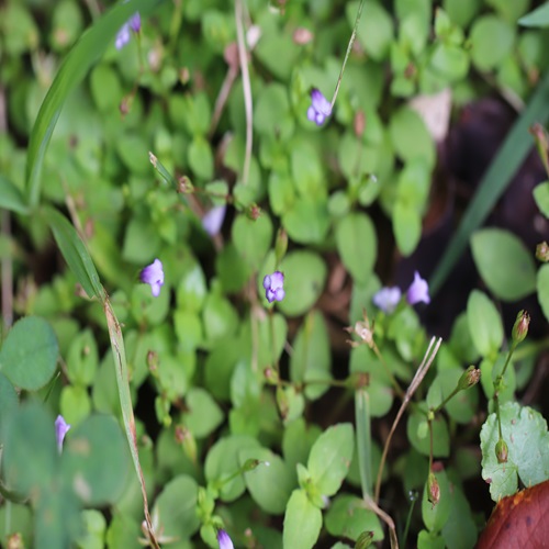 ウリクサの花