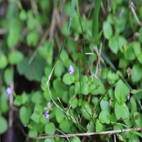 ウリクサの花