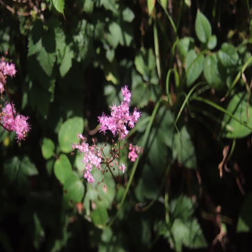 シモツケソウの花