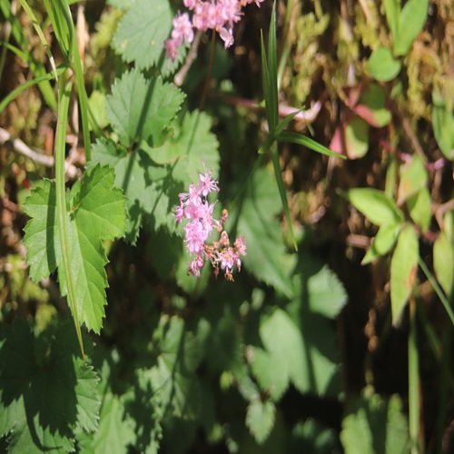 シモツケソウの花