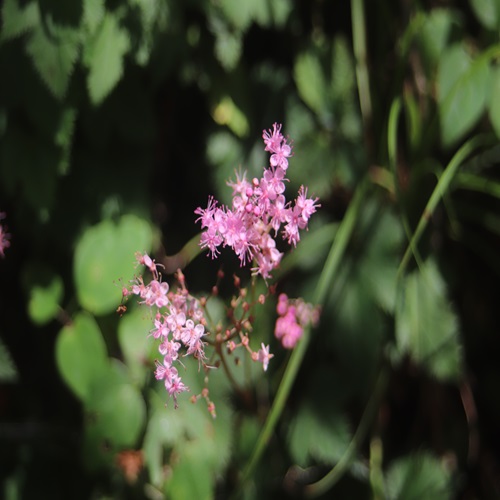 シモツケソウの花