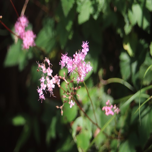 シモツケソウの花