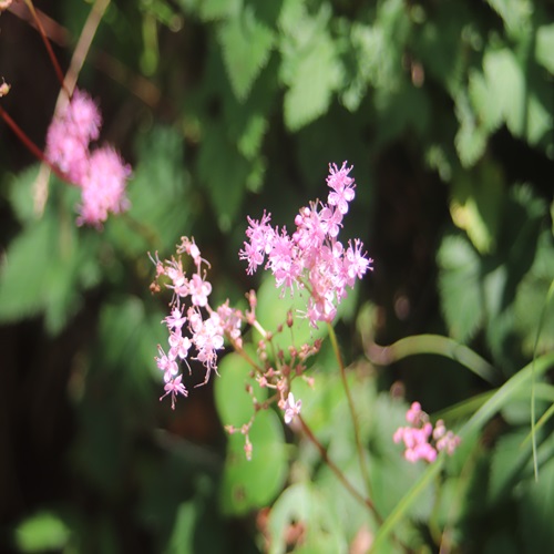 シモツケソウの花