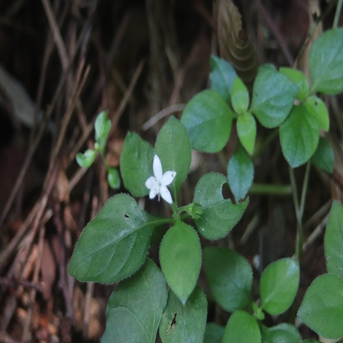 シロバナイナモリソウの花