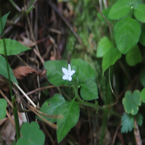 シロバナイナモリソウの花