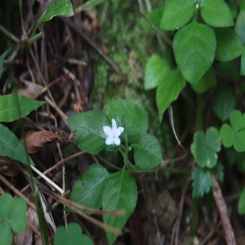 シロバナイナモリソウの花