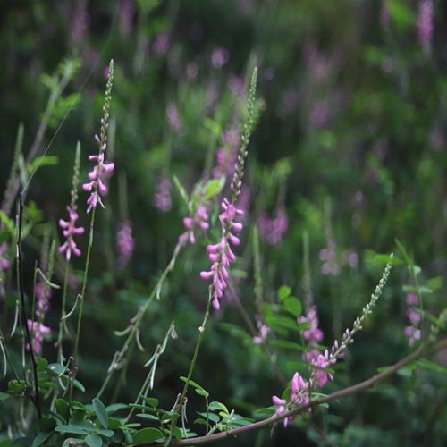 トウコマツナギの花