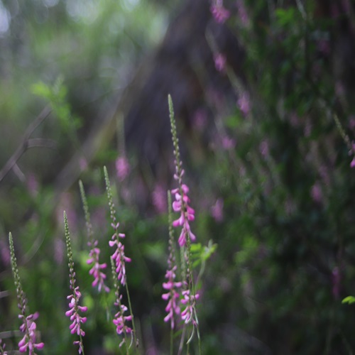 トウコマツナギの花