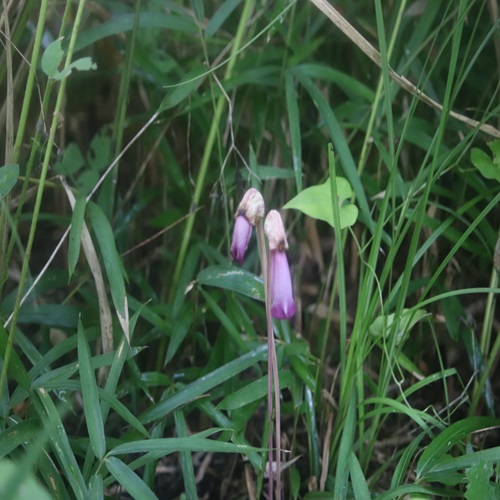 ナンバンギセルの花