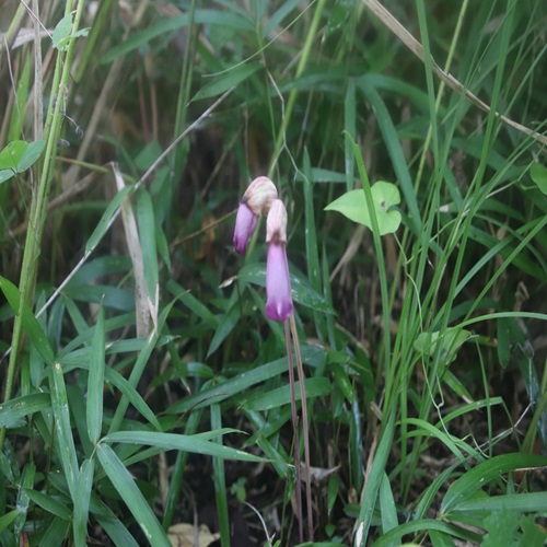 ナンバンギセルの花